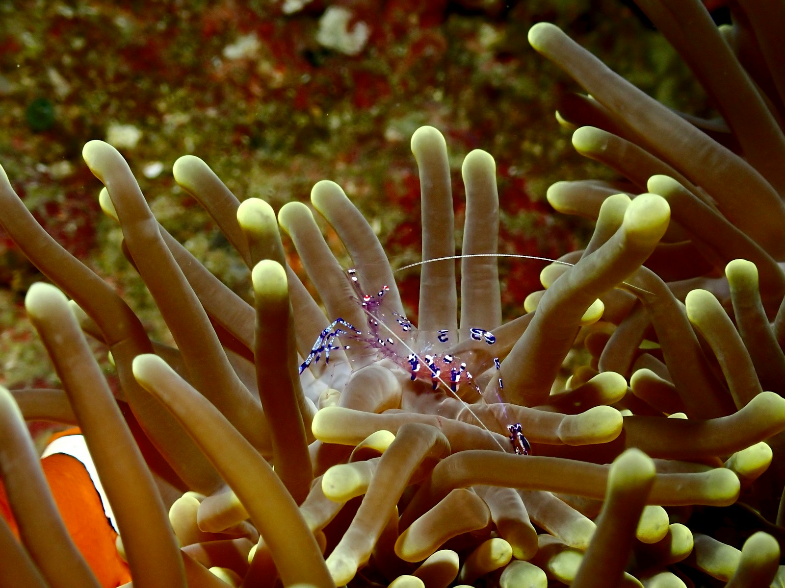 a sea anemone