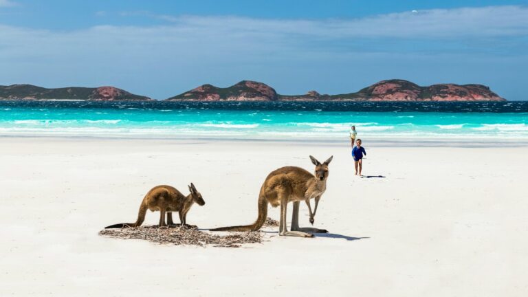 Kangaroos on white sand beach during daytime