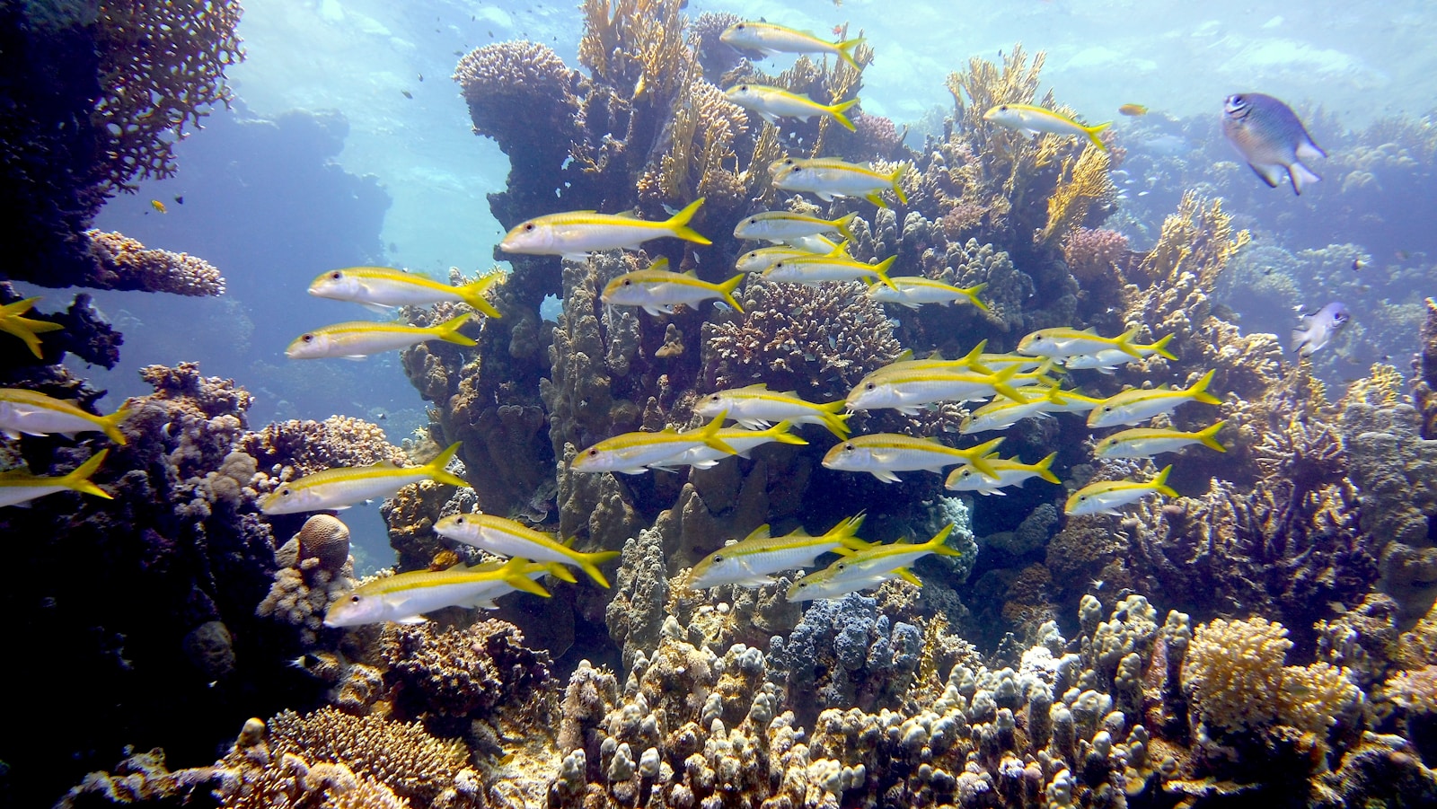 Marsa Alam