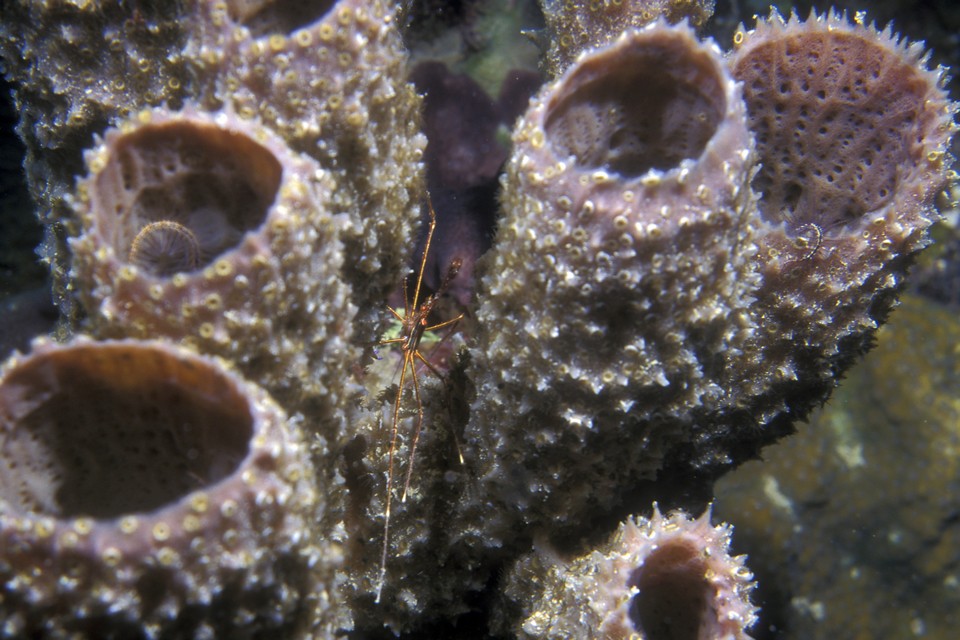 West end Wall Roatan